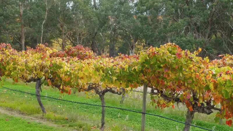 Orange 3 Autumn grapevines in a vineyard