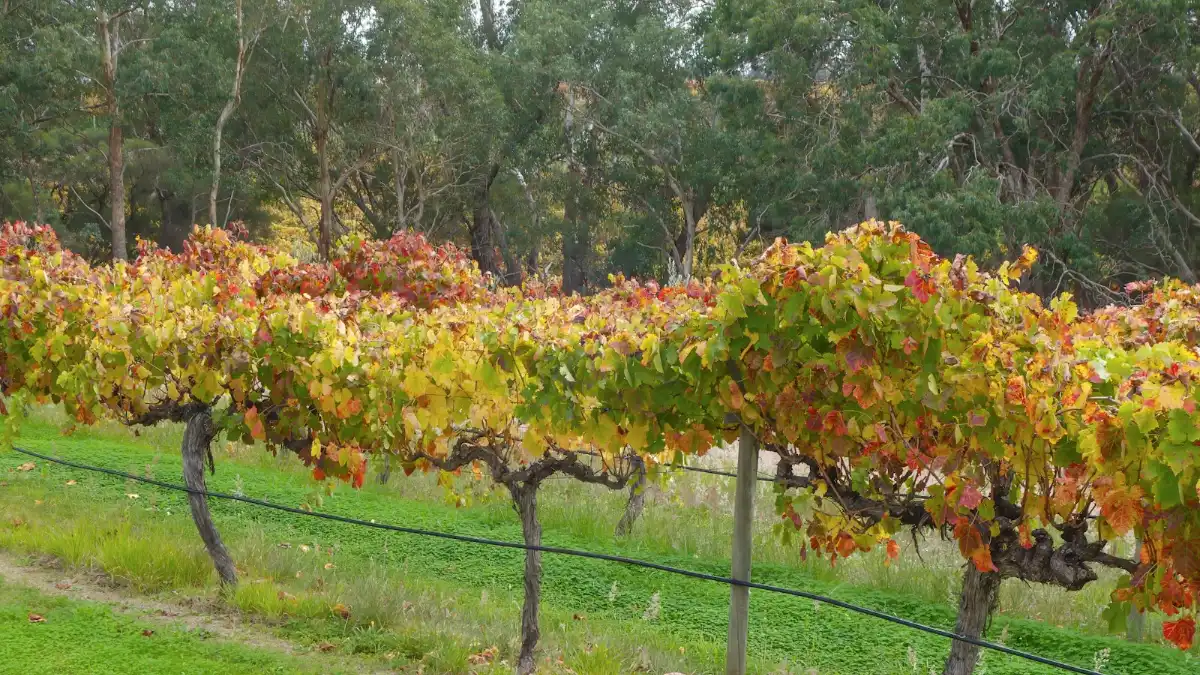 Autumn grapevines in a vineyard